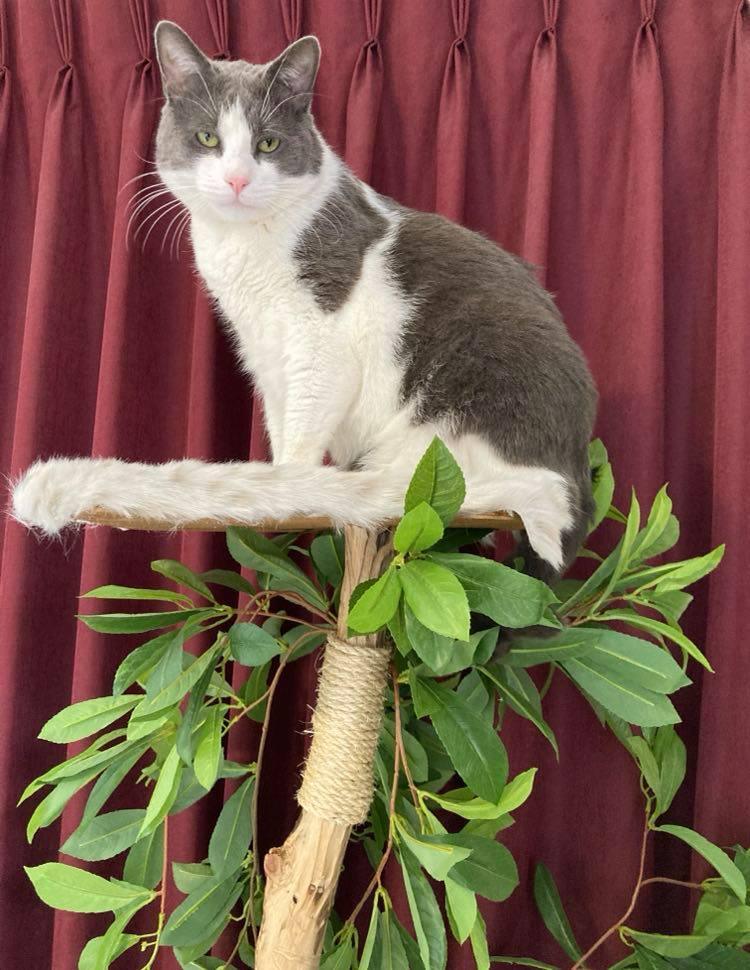 Play Cat Tree - Furbaby Comforts