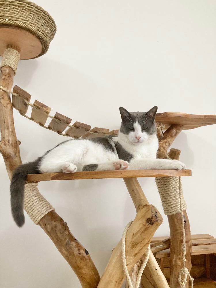 Catio Cat Tree