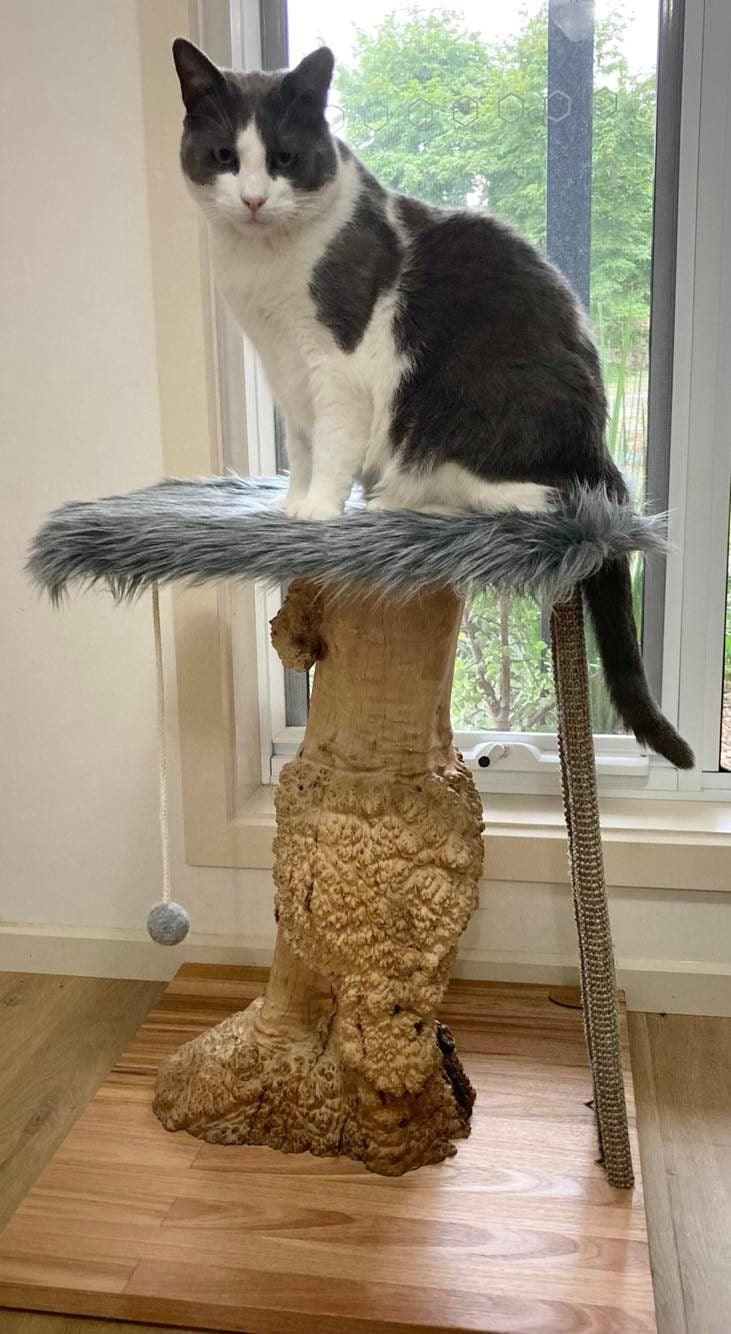 Photo of cat on Mallee cat tree, cat scratcher