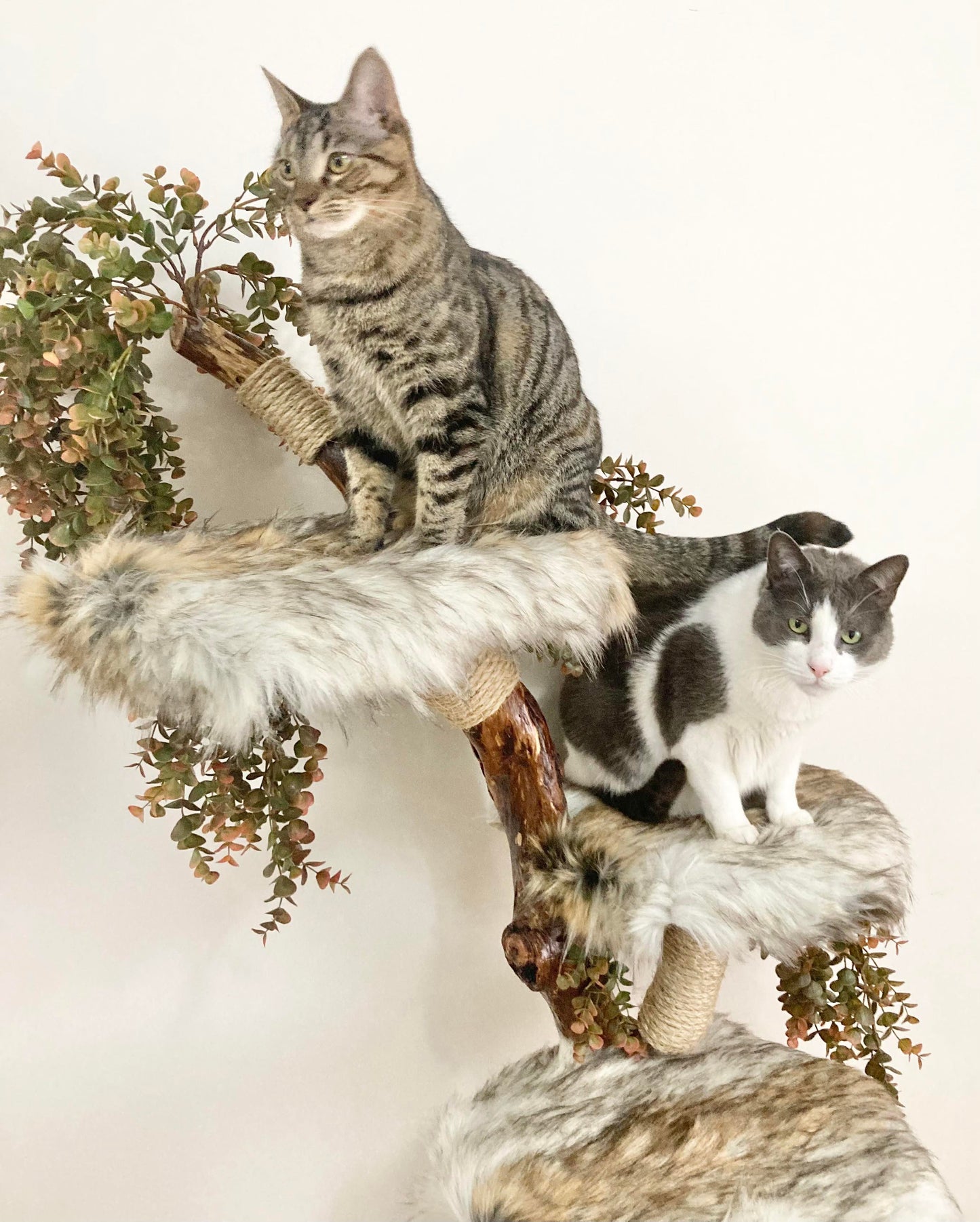 2 cats on cat tree, natural cat tower