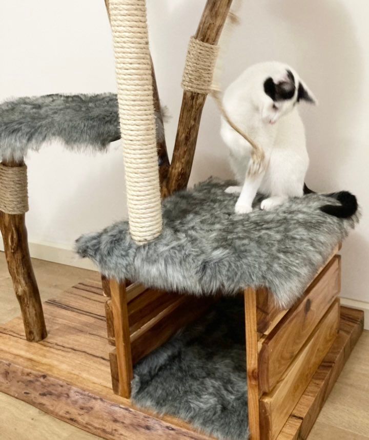 Cat on handmade natural tree cat tree, cat furniture