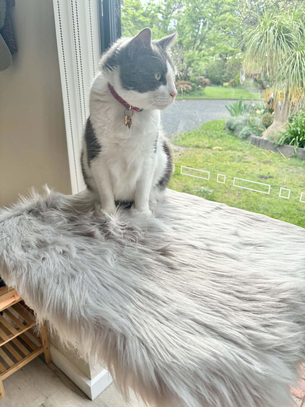 The Observation Cat Tree