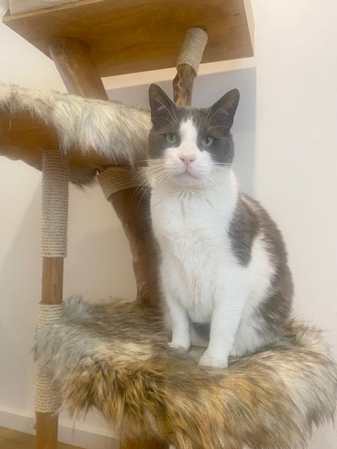 Real natural cat tree
