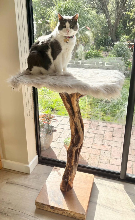 The Observation Cat Tree