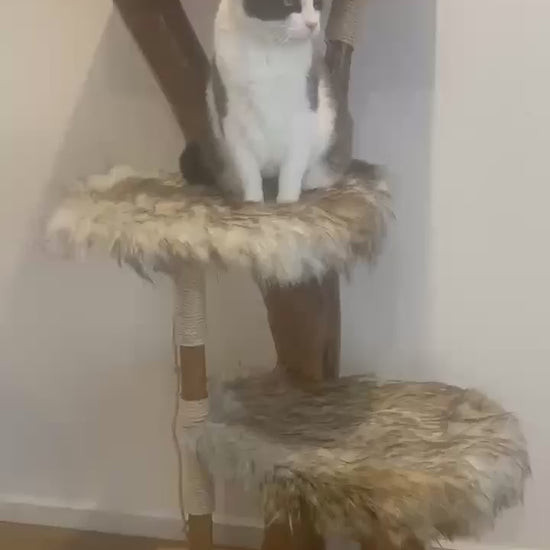 Video of unique natural dry cat tree