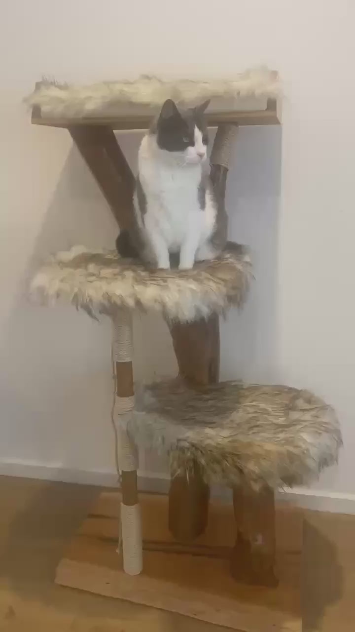 Video of unique natural dry cat tree
