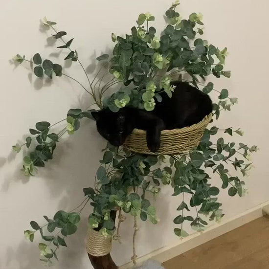 Video Photo of The Eucalyptus  cat tree. Cat scratcher made from real tree with kitty 