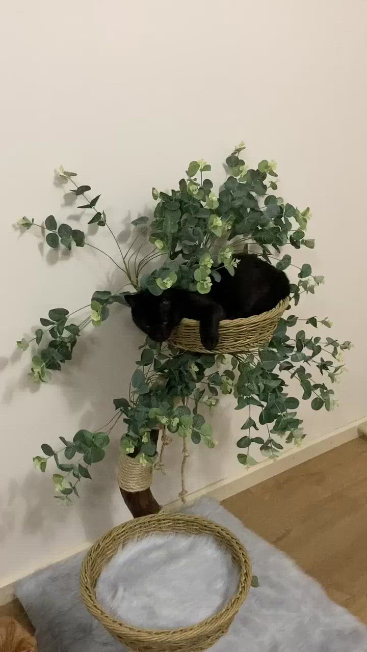 Video Photo of The Eucalyptus  cat tree. Cat scratcher made from real tree with kitty 