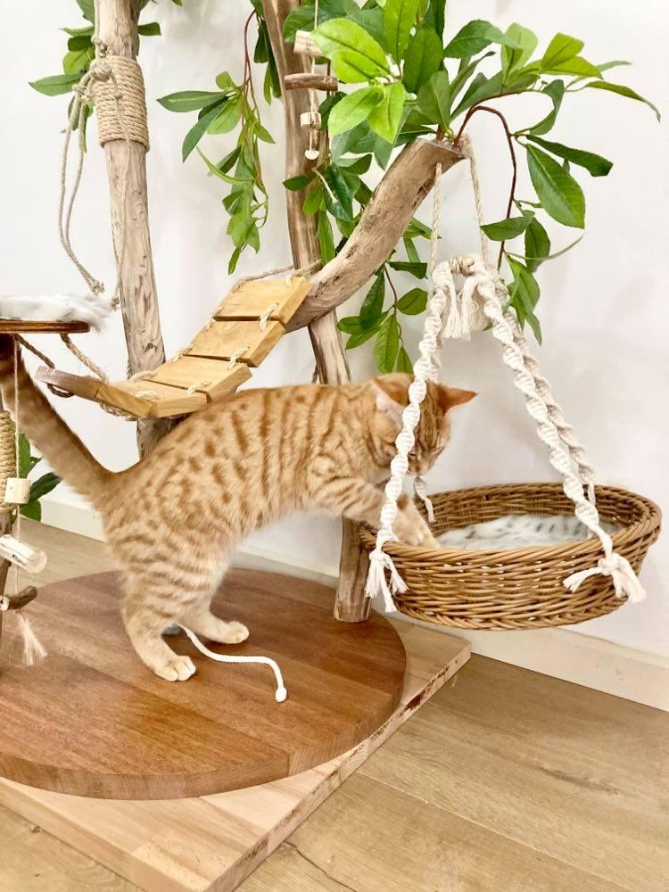 Play Cat Tree - Furbaby Comforts