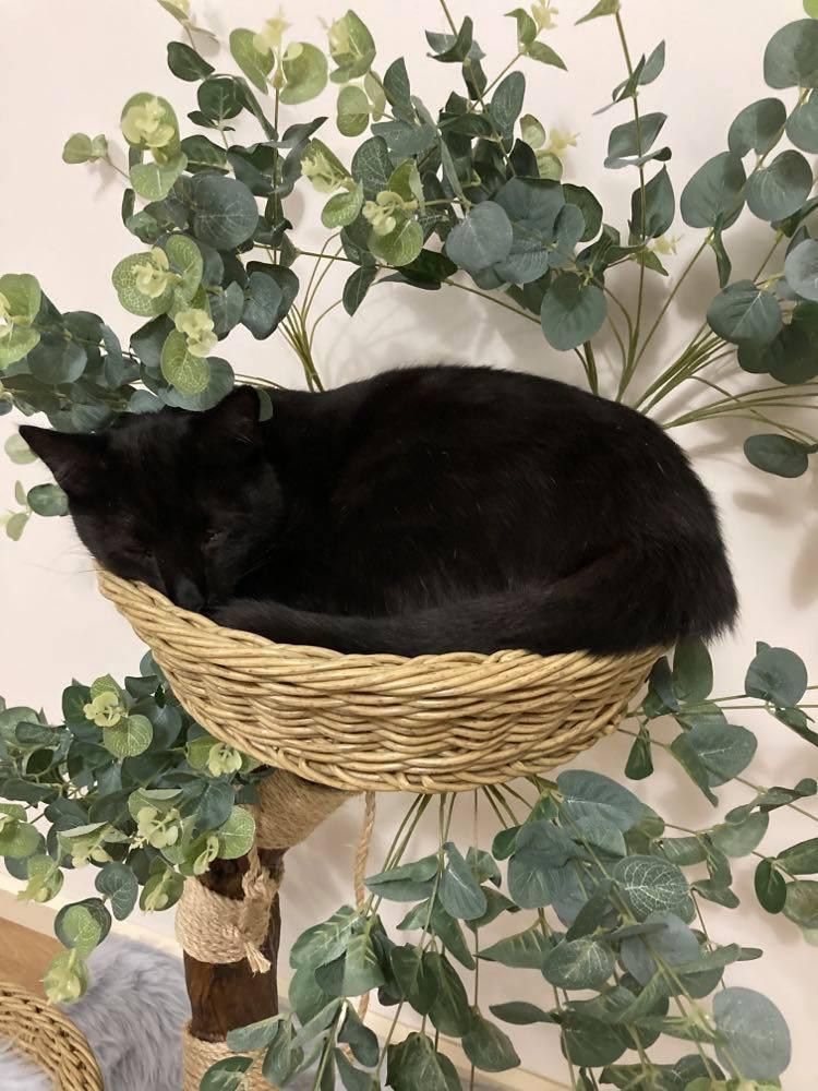 Photo of The Eucalyptus  cat tree. Cat scratcher made from real tree with kitty 