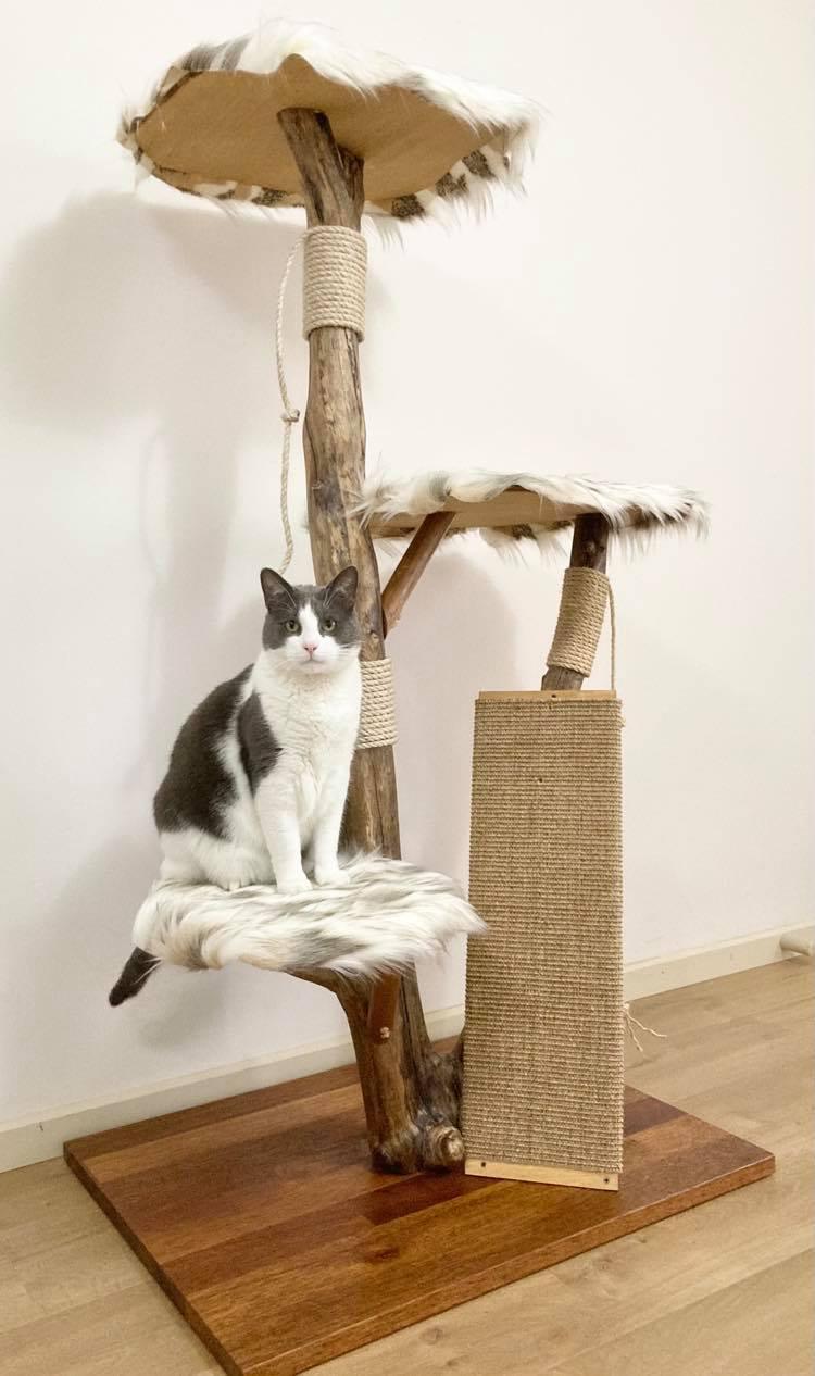 Photo of Cat sitting on handmade cat tree from real tree branch. Cat scratcher. Cat tower.