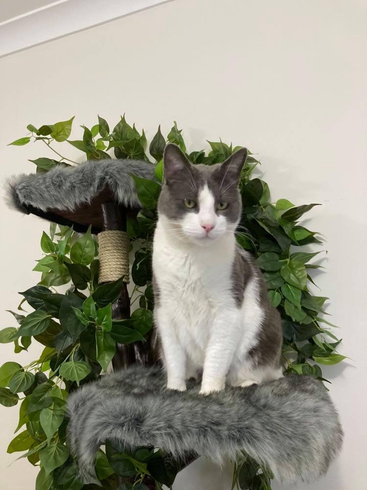 The Magic Faraway Tree - Custom - Furbaby Comforts