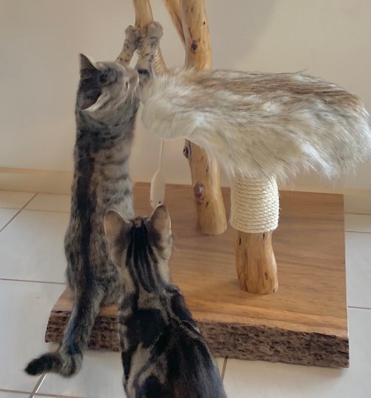 Cat Tree