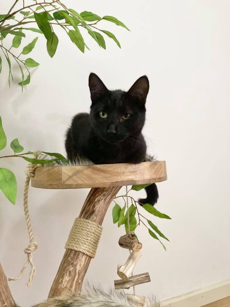 Photo of The cat tree with scratching climbing board. 1 cat on cat tree