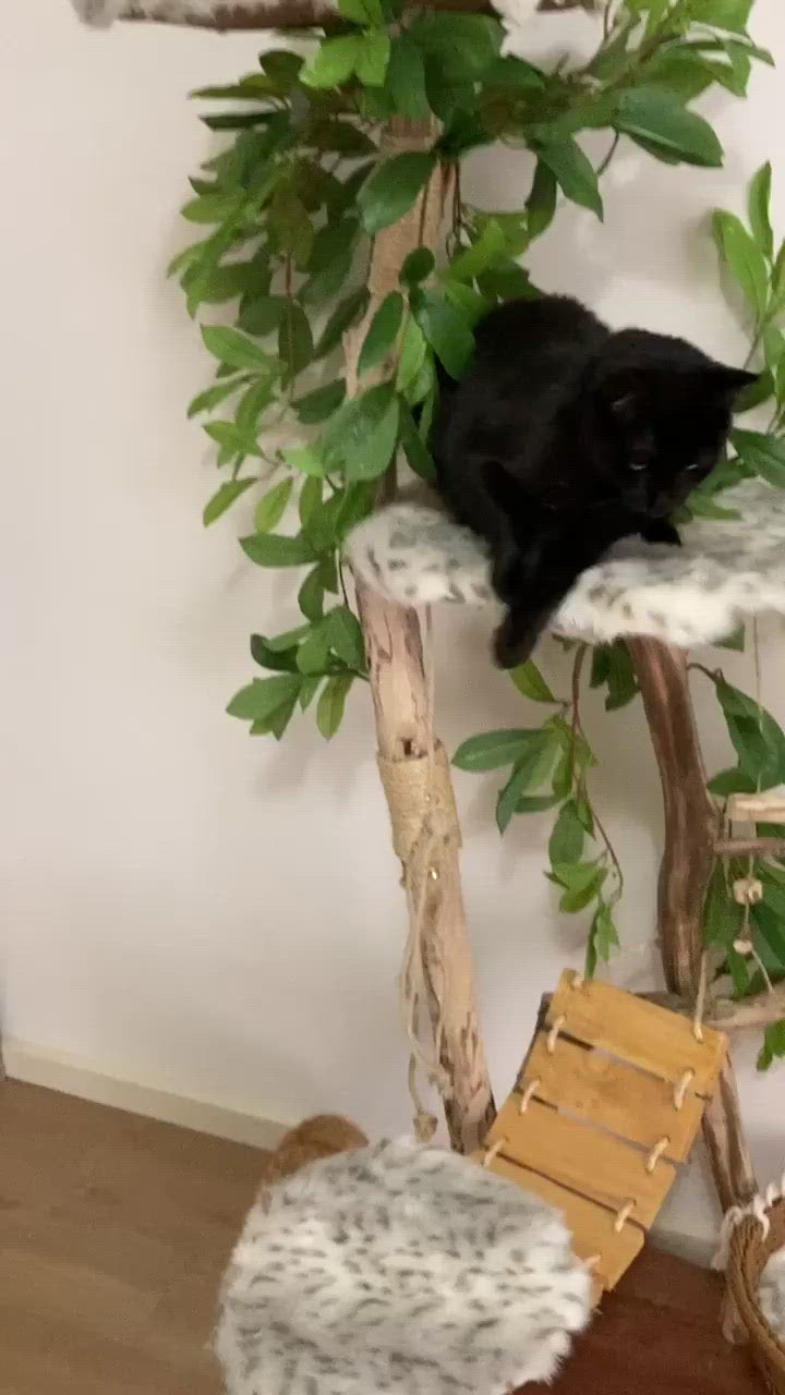 Video of Play cat tree. Cat scratcher. Kitty climber. 1 cat on cat tree