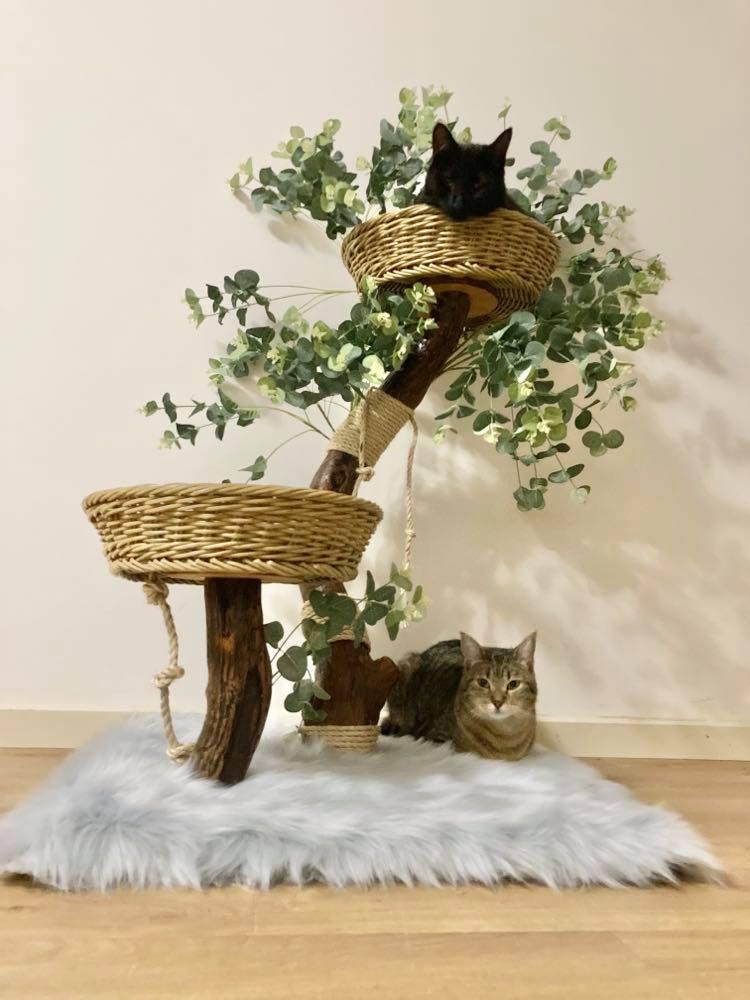 Photo of The Eucalyptus  cat tree. Cat scratcher made from real tree with kitty 