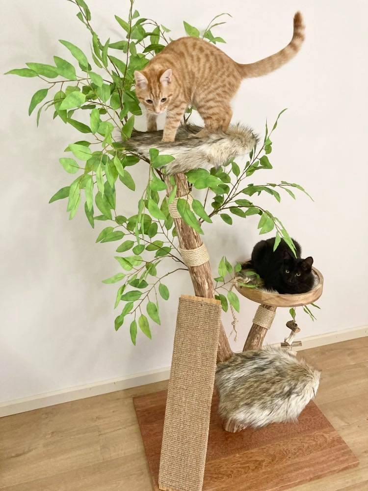 Photo of The cat tree with scratching climbing board. 2 cats on cat tree