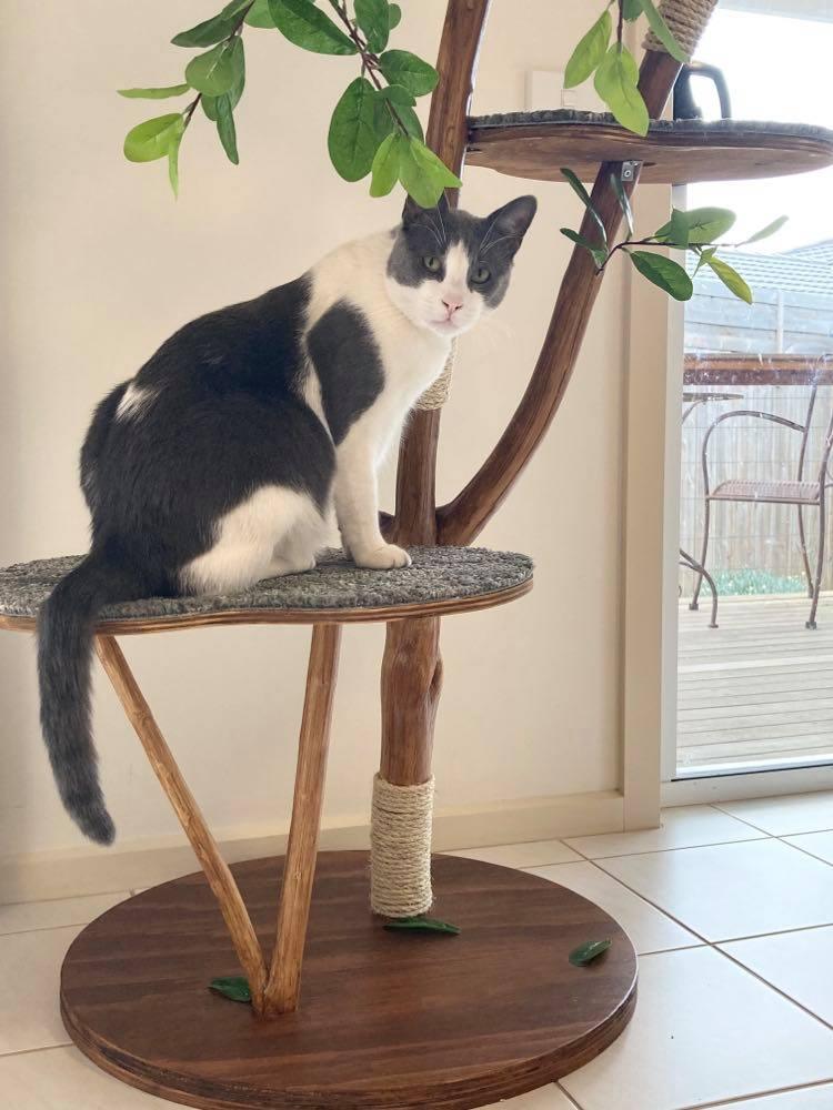 Real life cat feline scratching tree with cat on top platform