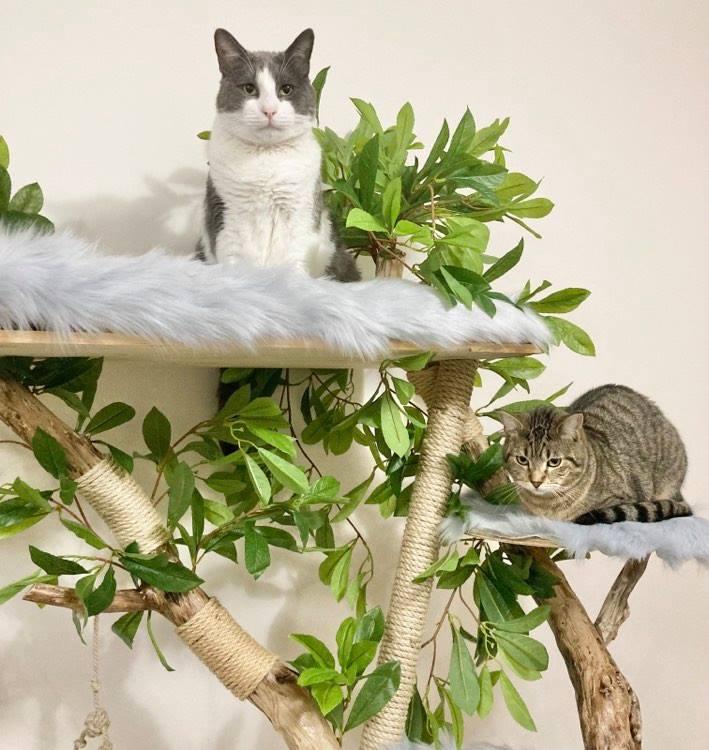 Photo of real cat tree. Cat scratcher 
