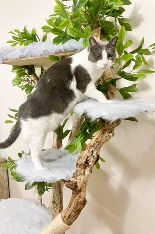 Photo of real cat tree. Cat scratcher 