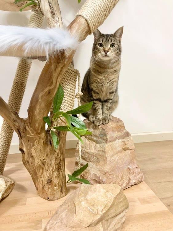 Photo of real cat tree. Cat scratcher 