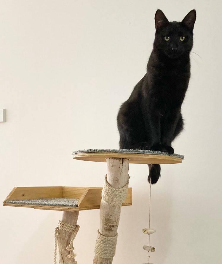 Cat on Cat tree house cat scratcher