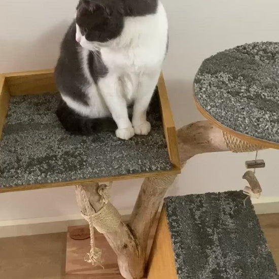 Video of Cat on Cat tree house cat scratcher