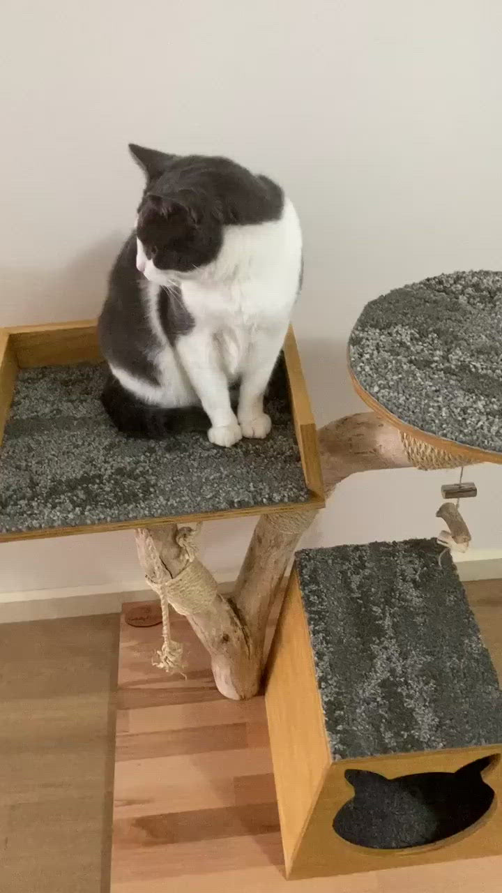 Video of Cat on Cat tree house cat scratcher