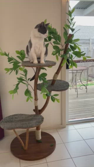 Video of real life cat feline scratching tree with cat on top platform