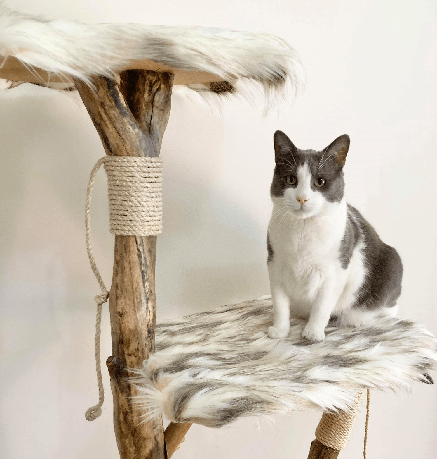Photo of Cat sitting on handmade cat tree from real tree branch. Cat scratcher. Cat tower.